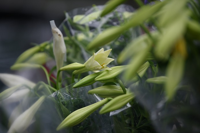 Khi nở cánh hoa chuyển sang màu trắng muốt, tỏa hương thơm dịu nhẹ, cũng là dấu hiệu cho thấy mùa hè đã đến.