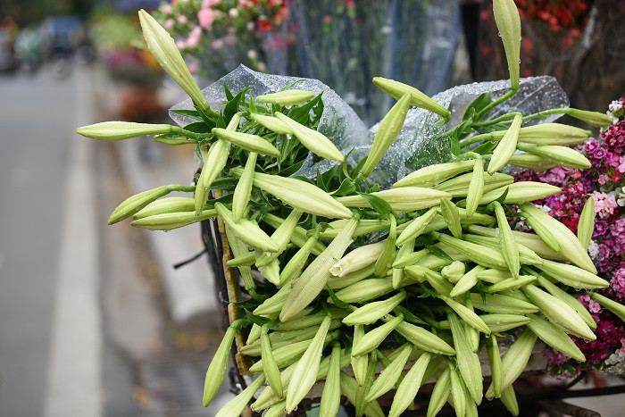 Vừa nói lời tạm biệt mùa hoa sưa, hoa gạo chưa lâu, người dân Thủ đô lại nao lòng khi ngắm nhìn vẻ tinh khiết của những nụ hoa loa kèn đầu mùa.