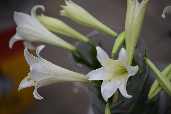 Loa kèn Hà Nội sở hữu nét đẹp tinh khôi nhưng lại toát lên vẻ kiêu hãnh rất riêng.