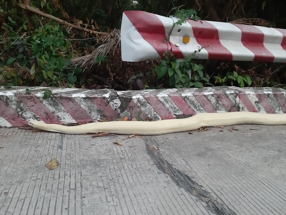 Những lần “Bạch xà” xuất hiện ở Việt Nam gây xôn xao dư luận - Hình 7 Nhung lan “Bach xa” xuat hien o Viet Nam gay xon xao du luan-Hinh-7