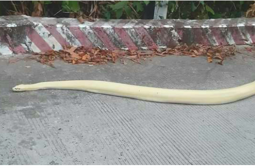 Những lần “Bạch xà” xuất hiện ở Việt Nam gây xôn xao dư luận - Hình 9 Nhung lan “Bach xa” xuat hien o Viet Nam gay xon xao du luan-Hinh-9