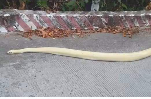 Nhiều người cho rằng đây là một con trăn bạch tạng có thể bị xổ lồng bởi loại trăn này rất hiếm trong tự nhiên.