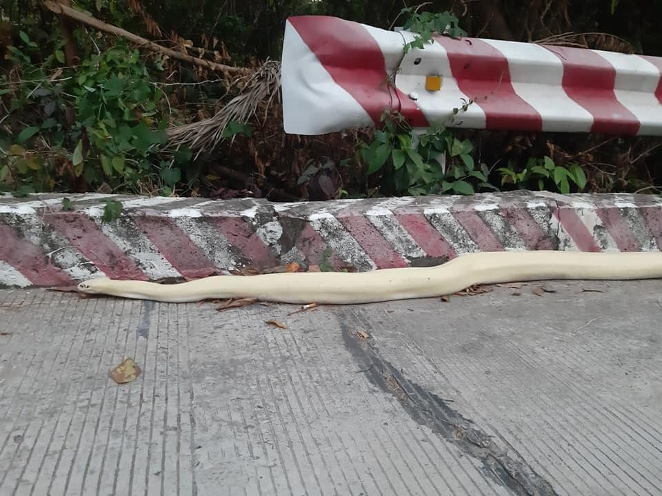 Những lần “Bạch xà” xuất hiện ở Việt Nam gây xôn xao dư luận - Hình 8 Nhung lan “Bach xa” xuat hien o Viet Nam gay xon xao du luan-Hinh-8