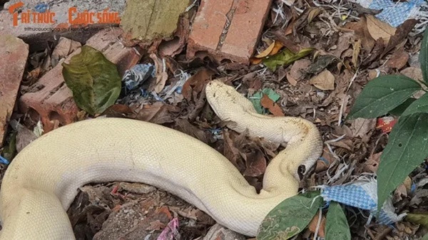 Những lần “Bạch xà” xuất hiện ở Việt Nam gây xôn xao dư luận - Hình 2 Nhung lan “Bach xa” xuat hien o Viet Nam gay xon xao du luan-Hinh-2