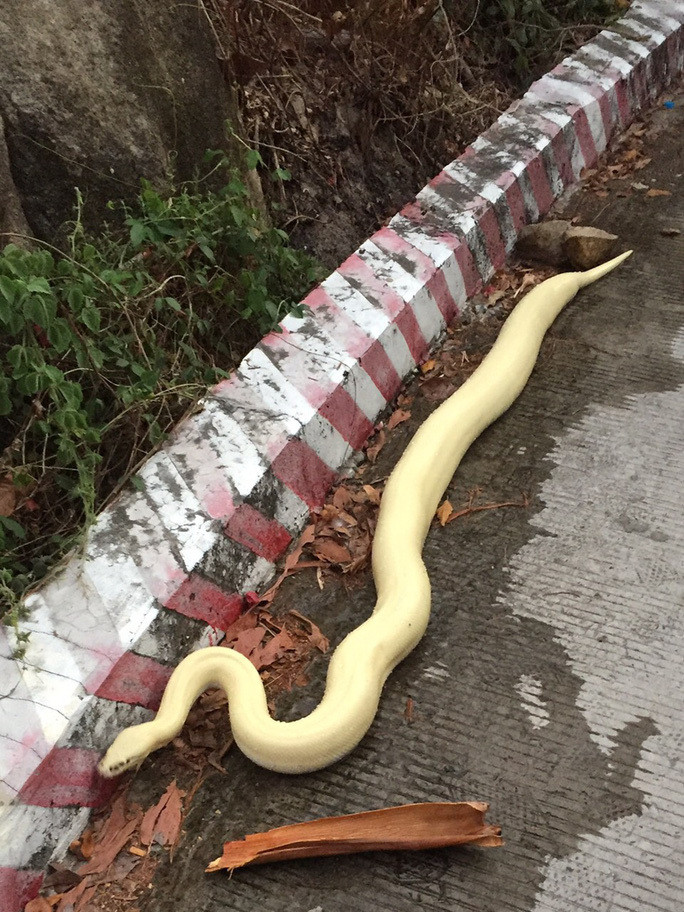 Những lần “Bạch xà” xuất hiện ở Việt Nam gây xôn xao dư luận - Hình 10 Nhung lan “Bach xa” xuat hien o Viet Nam gay xon xao du luan-Hinh-10