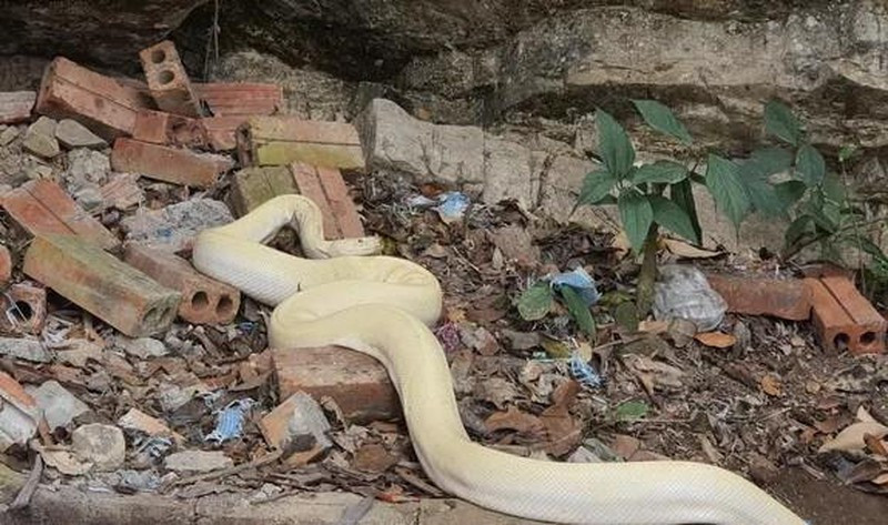 Những lần “Bạch xà” xuất hiện ở Việt Nam gây xôn xao dư luận - Hình 5 Nhung lan “Bach xa” xuat hien o Viet Nam gay xon xao du luan-Hinh-5