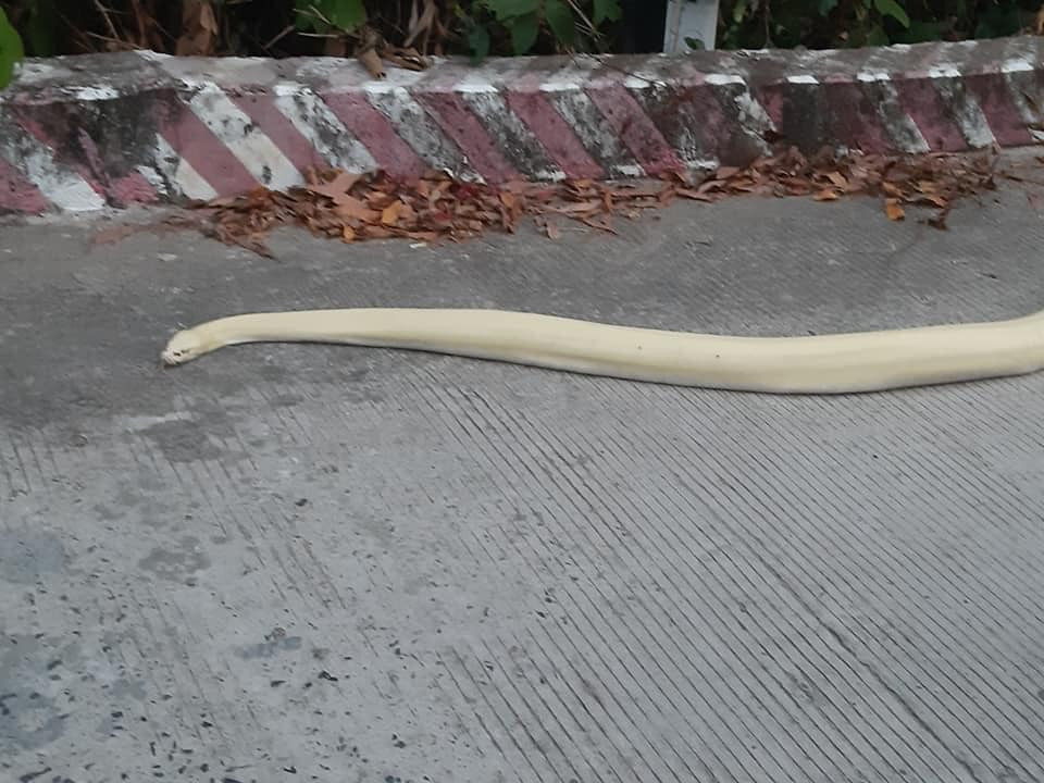 Những lần “Bạch xà” xuất hiện ở Việt Nam gây xôn xao dư luận - Hình 6 Nhung lan “Bach xa” xuat hien o Viet Nam gay xon xao du luan-Hinh-6