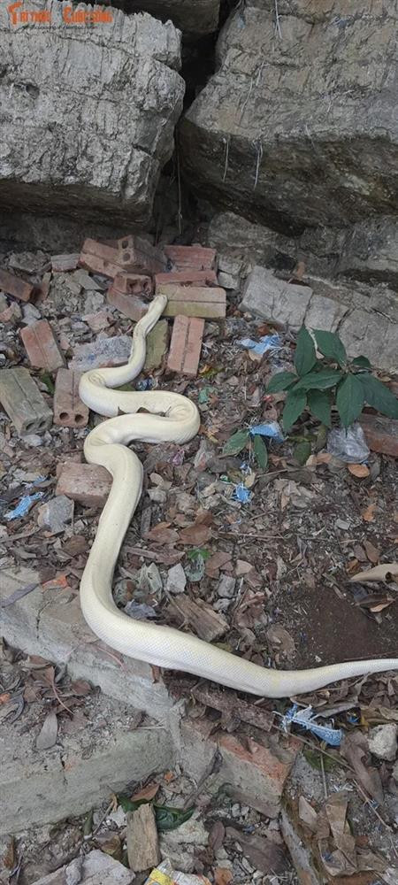 Những lần “Bạch xà” xuất hiện ở Việt Nam gây xôn xao dư luận - Hình 3 Nhung lan “Bach xa” xuat hien o Viet Nam gay xon xao du luan-Hinh-3