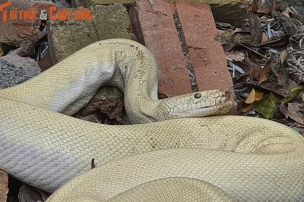 Những lần “Bạch xà” xuất hiện ở Việt Nam gây xôn xao dư luận Nhung lan “Bach xa” xuat hien o Viet Nam gay xon xao du luan