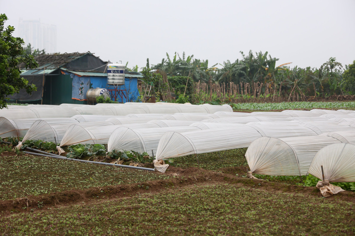 Tại khu vực này, nhiều người dân cũng tận dụng để trồng rau củ và cả khai thác mô hình du lịch sinh thái.