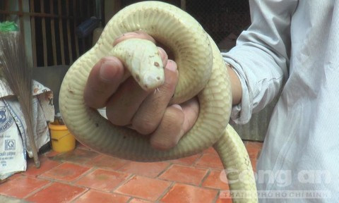 Con rắn dài khoảng gần 1 mét, nặng 0,5 kg, dáng vẻ bề ngoài khá giống loài rắn hổ hành. Vì hình dáng lạ thường này nên được người dân gọi là Bạch Xà hay rắn bạch tạng.