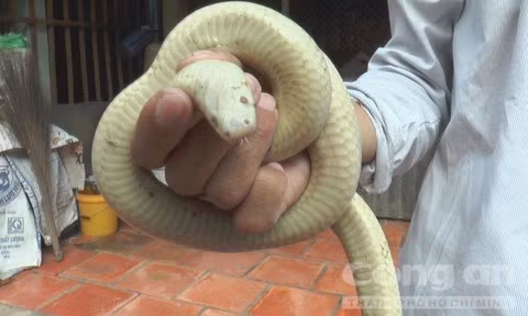 Con rắn dài khoảng gần 1 mét, nặng 0,5 kg, dáng vẻ bề ngoài khá giống loài rắn hổ hành. Vì hình dáng lạ thường này nên được người dân gọi là Bạch Xà hay rắn bạch tạng.