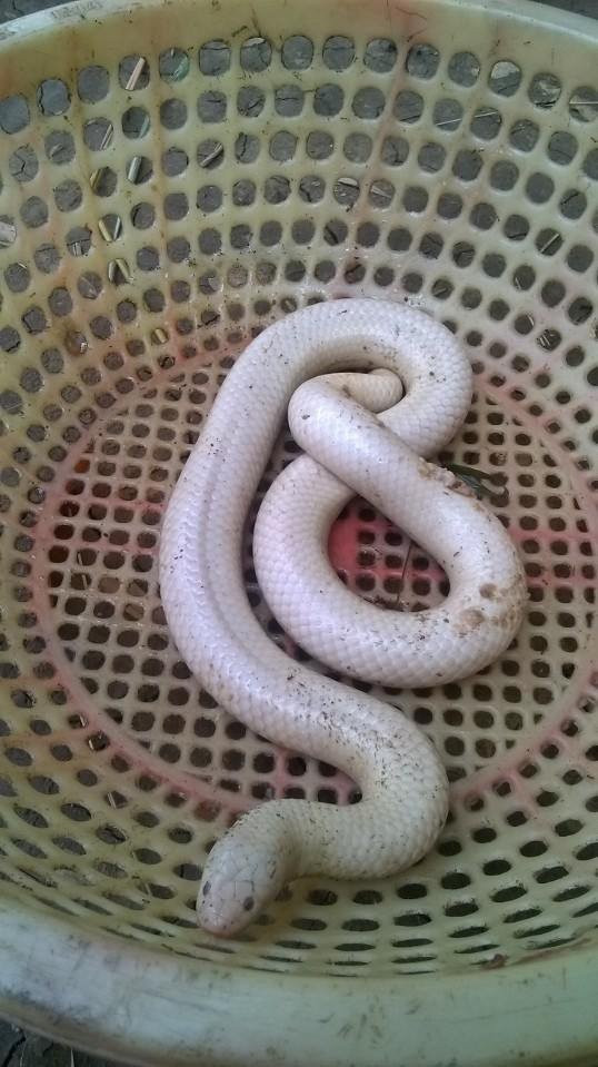 Năm 2016, nhiều người dân trên địa bàn và các tỉnh lân cận hiếu kỳ đến nhà anh Nguyễn Văn Phát (ấp Tân Lộc B, xã Tân Dương, huỵên Lai Vung) để được tận mắt xem một con rắn màu trắng.