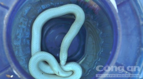 Con rắn trắng này có thể là rắn thông, một loại rắn Bắc Mỹ vô hại. Loài này khá hiền, ít khi phùng mang tấn công người, vết cắn của nó có thể gây khó chịu nhưng không chứa nọc độc.