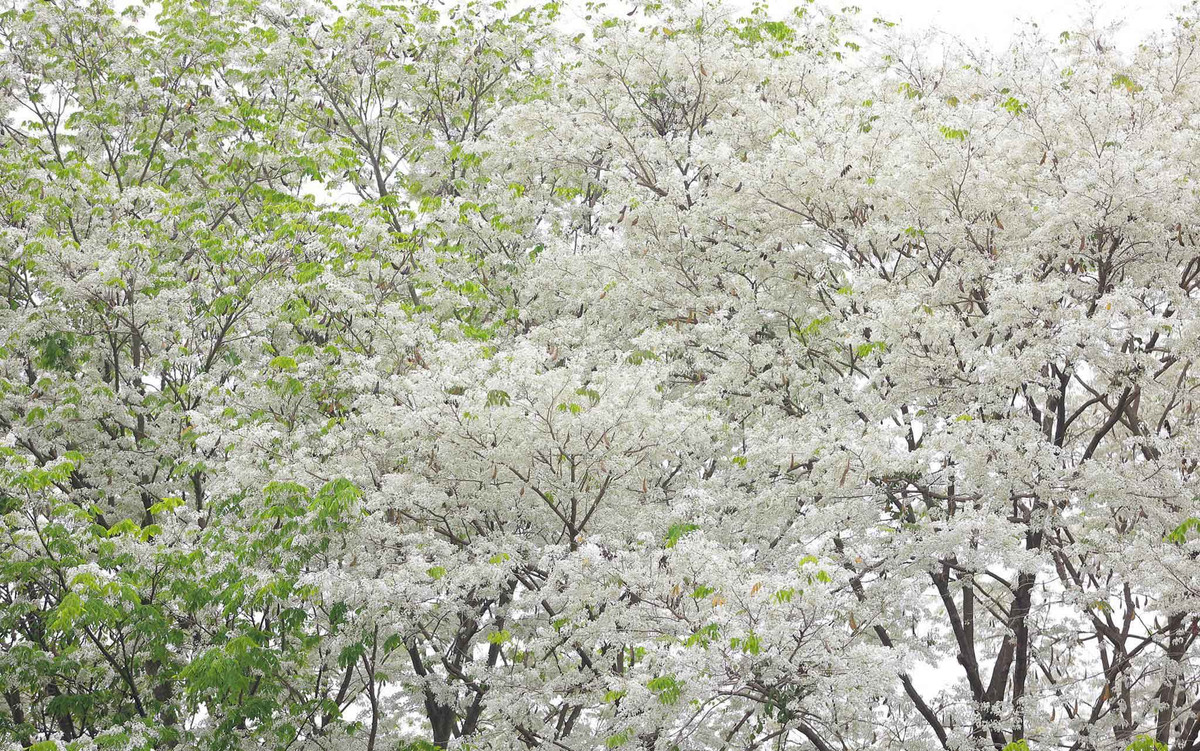 Hoa sưa chỉ nở vào cuối xuân, mang màu trắng đặc trưng dịu dàng và thơ mộng khiến nhiều người say đắm.