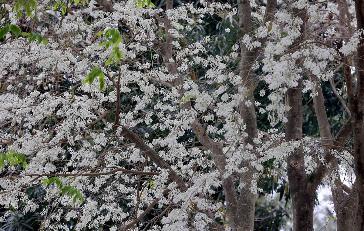 Cây hoa sưa cũng được trồng nhiều trên các con phố như Thanh Niên, Kim Mã, Phan Đình Phùng, Hoàng Diệu, Trần Hưng Đạo...