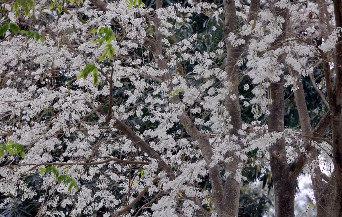 Cây hoa sưa cũng được trồng nhiều trên các con phố như Thanh Niên, Kim Mã, Phan Đình Phùng, Hoàng Diệu, Trần Hưng Đạo...