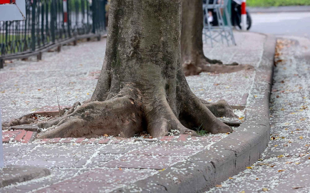 Nhiều người dân Hà Nội, đặc biệt là giới trẻ cũng tụ tập đông đúc tại khu vực có sưa trắng nở để lưu lại những bộ hình check-in đầy lãng mạn.