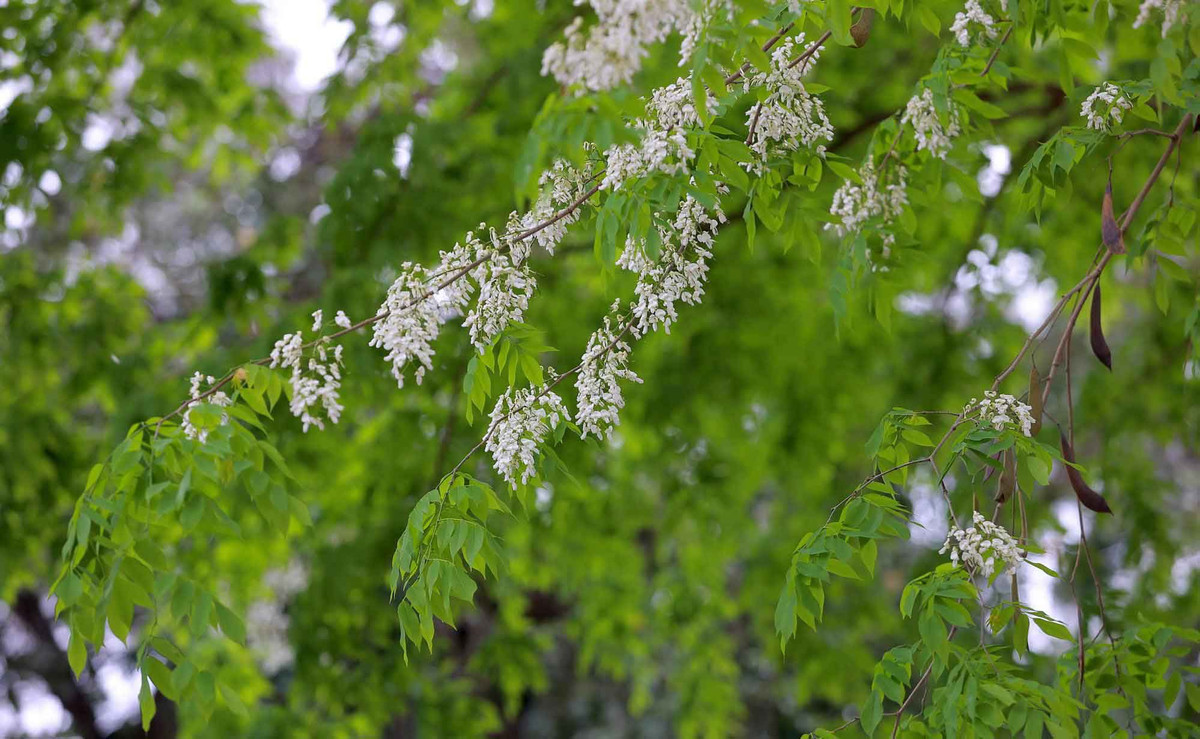 Mùa hoa sưa trắng nở thu hút nhiều nhiếp ảnh gia từ chuyên nghiệp đến nghiệp dư lui tới "tác nghiệp".