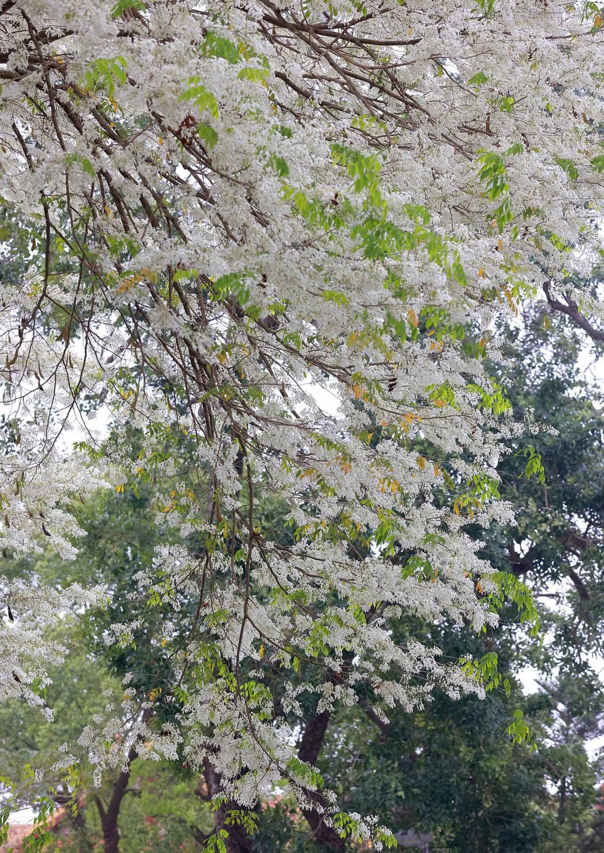 Có nhiều cây hoa sưa ẩn sâu trong các ngõ ngách mà chỉ người dân quanh đó mới biết.