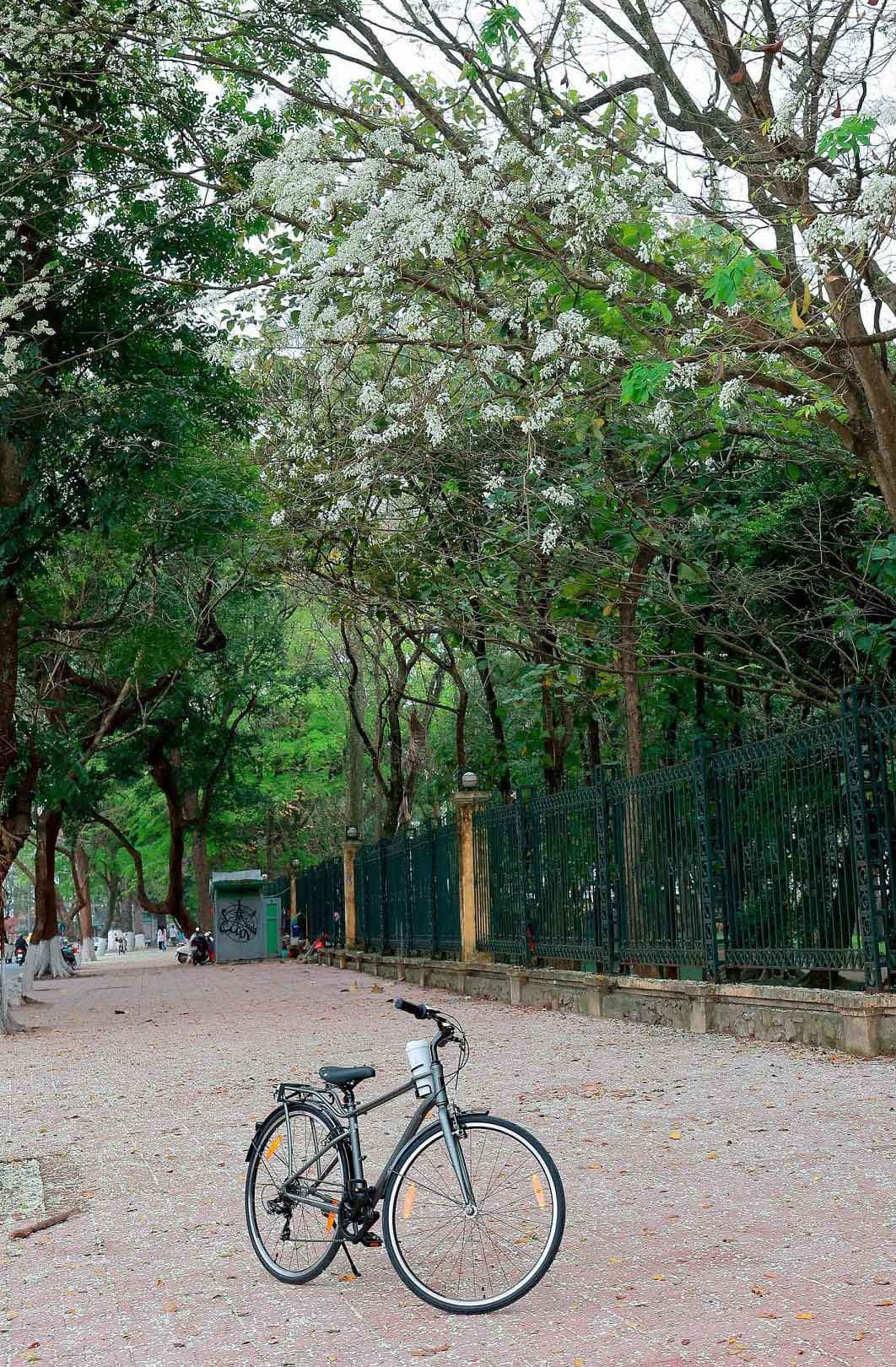 Hoa sưa nở rất nhanh nhưng cũng nhanh tàn, nhường chỗ cho sắc lá xanh non.