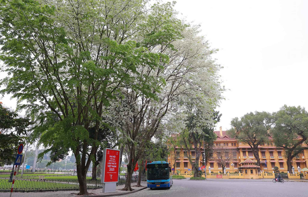 Vẻ đẹp của hoa sưa trắng nở rợp trời các con phố quen tại Hà Nội.