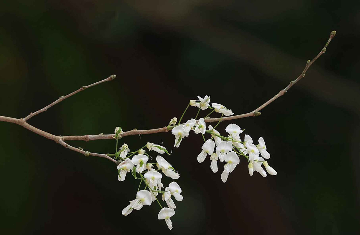 Những bông hoa nhỏ li ti mang vẻ đẹp tinh khôi đã trở thành một biểu tượng không thể thiếu của mùa hoa tháng 3 ở Hà Nội.