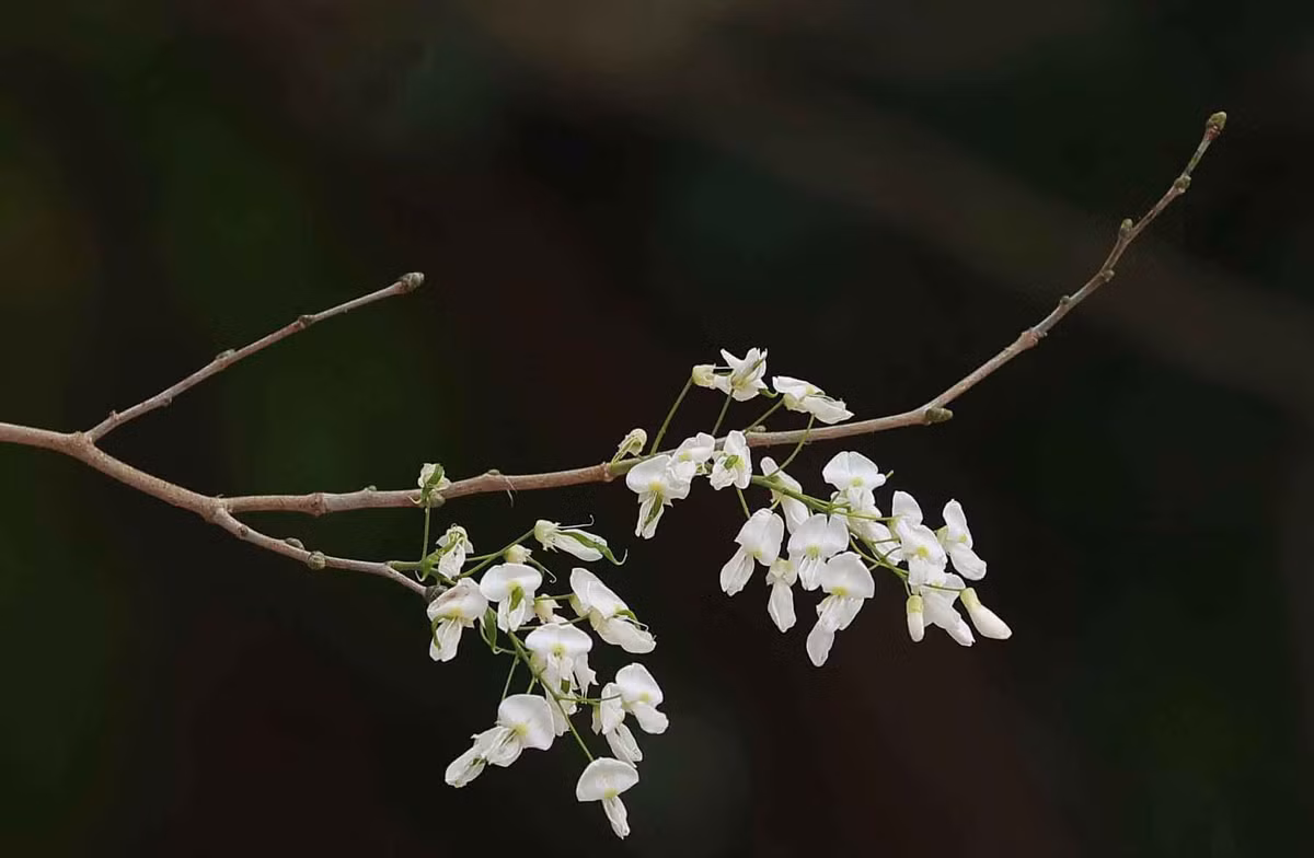 Những bông hoa nhỏ li ti mang vẻ đẹp tinh khôi đã trở thành một biểu tượng không thể thiếu của mùa hoa tháng 3 ở Hà Nội.