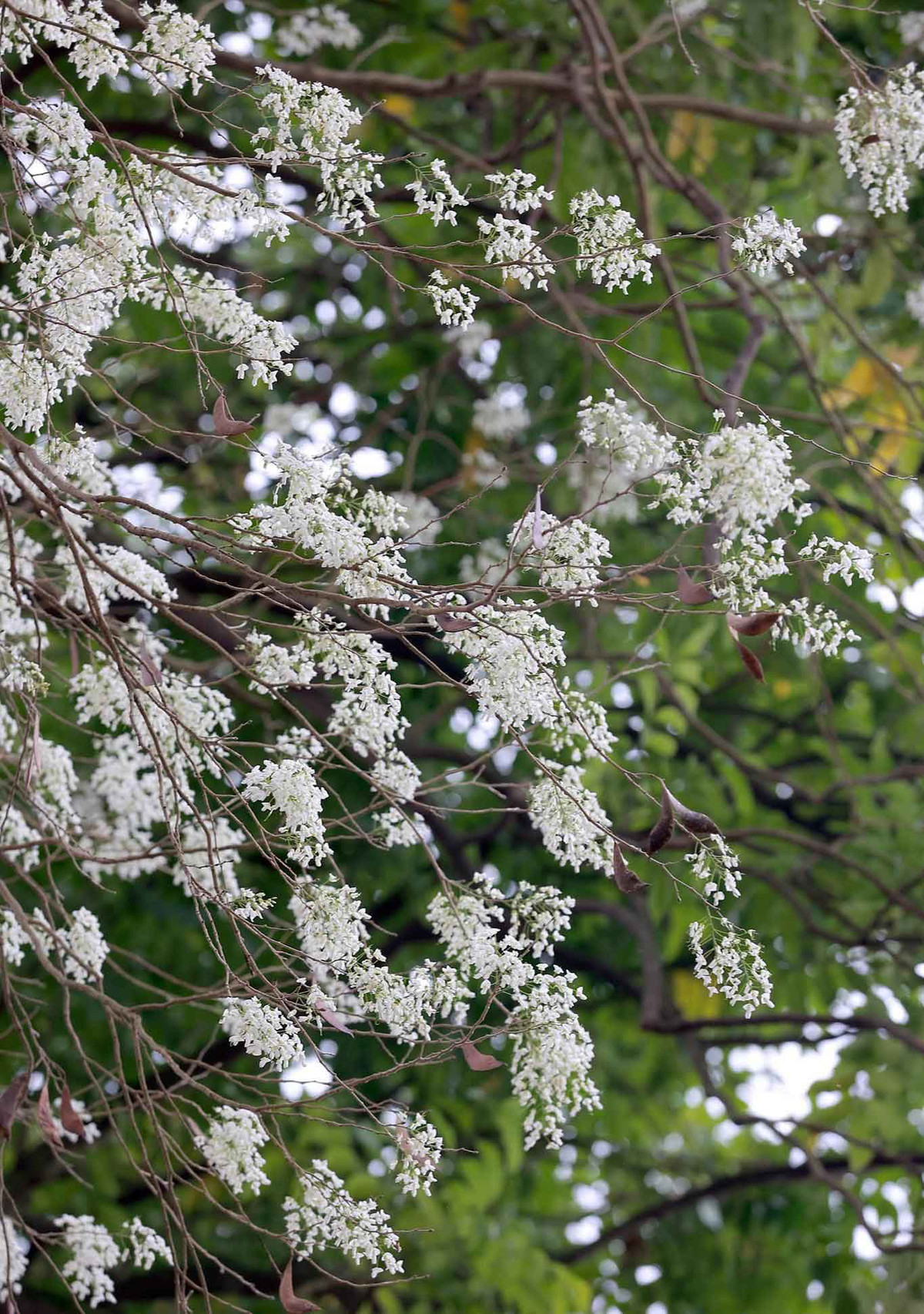 Khi gặp cơn gió nhẹ thoảng qua, những cánh hoa mỏng manh nhanh chóng rụng xuống tạo nên khung cảnh lãng mạn.