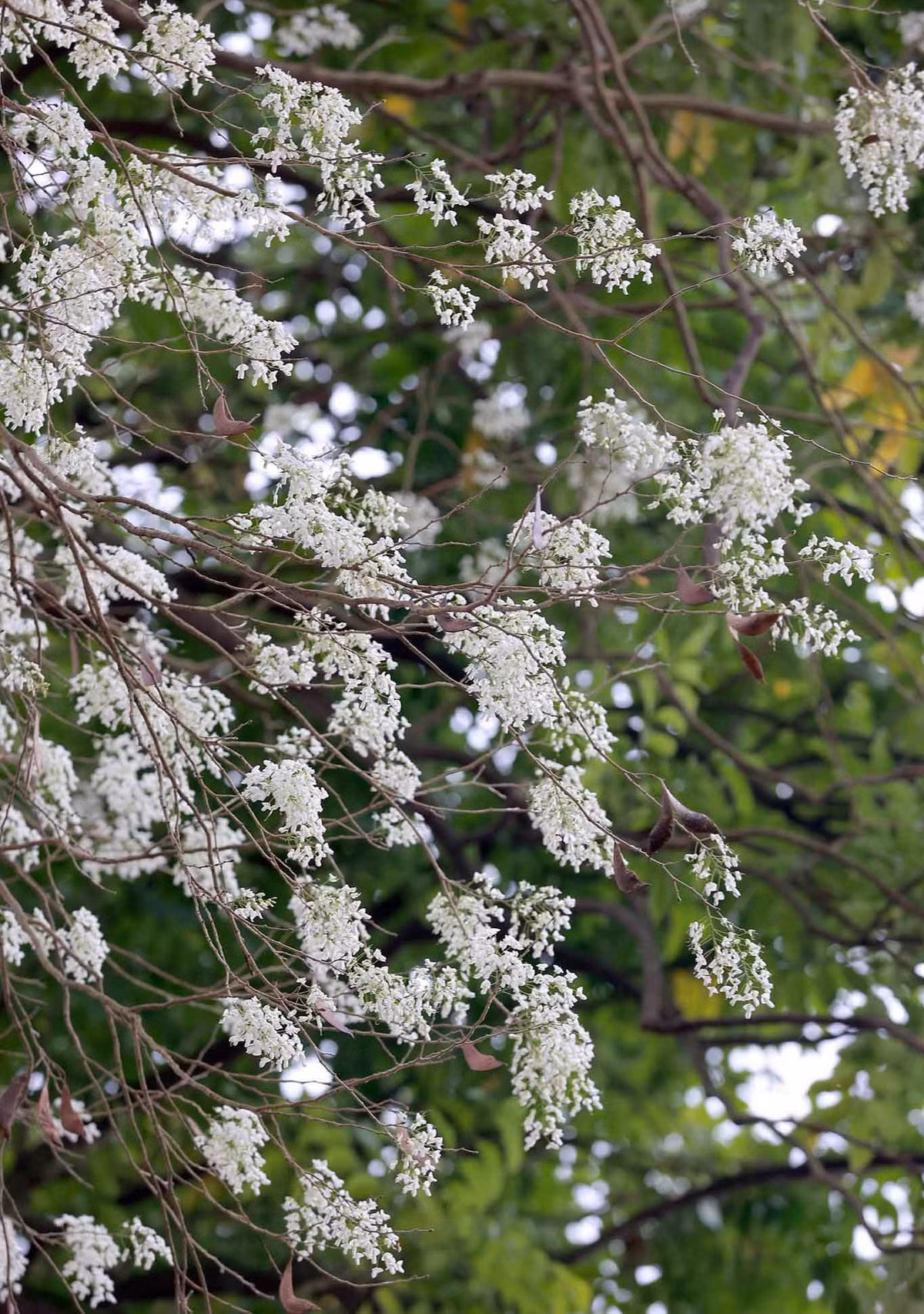 Khi gặp cơn gió nhẹ thoảng qua, những cánh hoa mỏng manh nhanh chóng rụng xuống tạo nên khung cảnh lãng mạn.