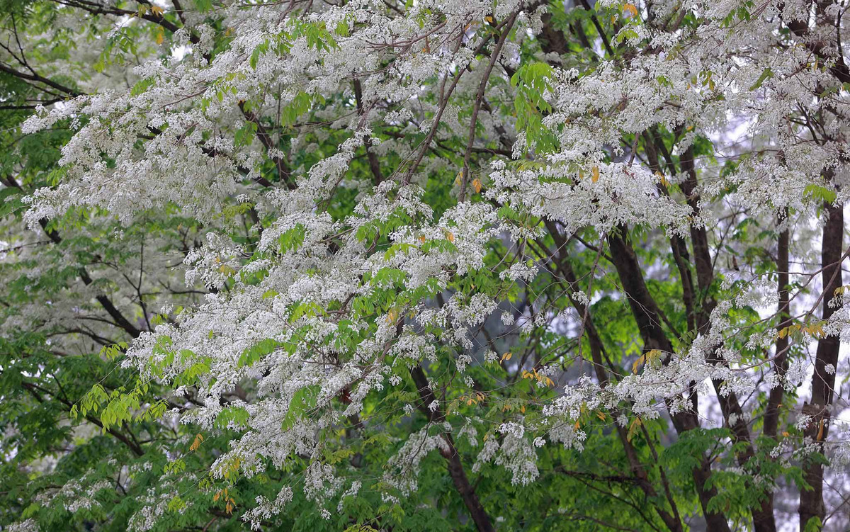 Nhiều người còn đặt cho hoa sưa biệt danh là "tuyết nhiệt đới", bởi mỗi khi hoa nở là phủ trắng cả một góc trời.