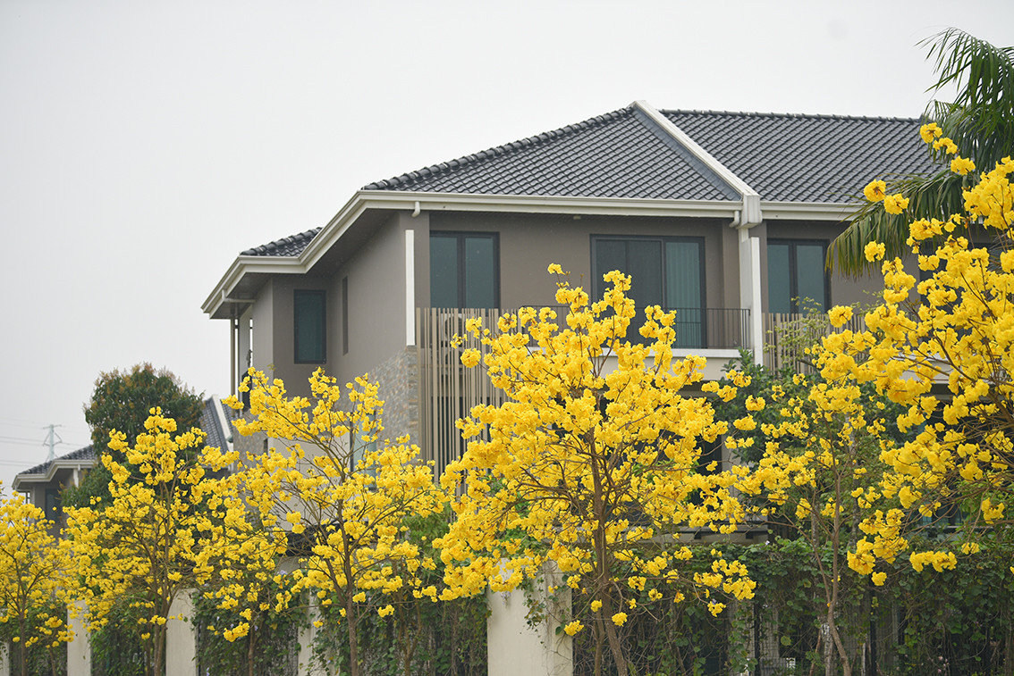 Hoa Phong Linh mang lại vẻ hiện đại cho kiến trúc của các tòa nhà.