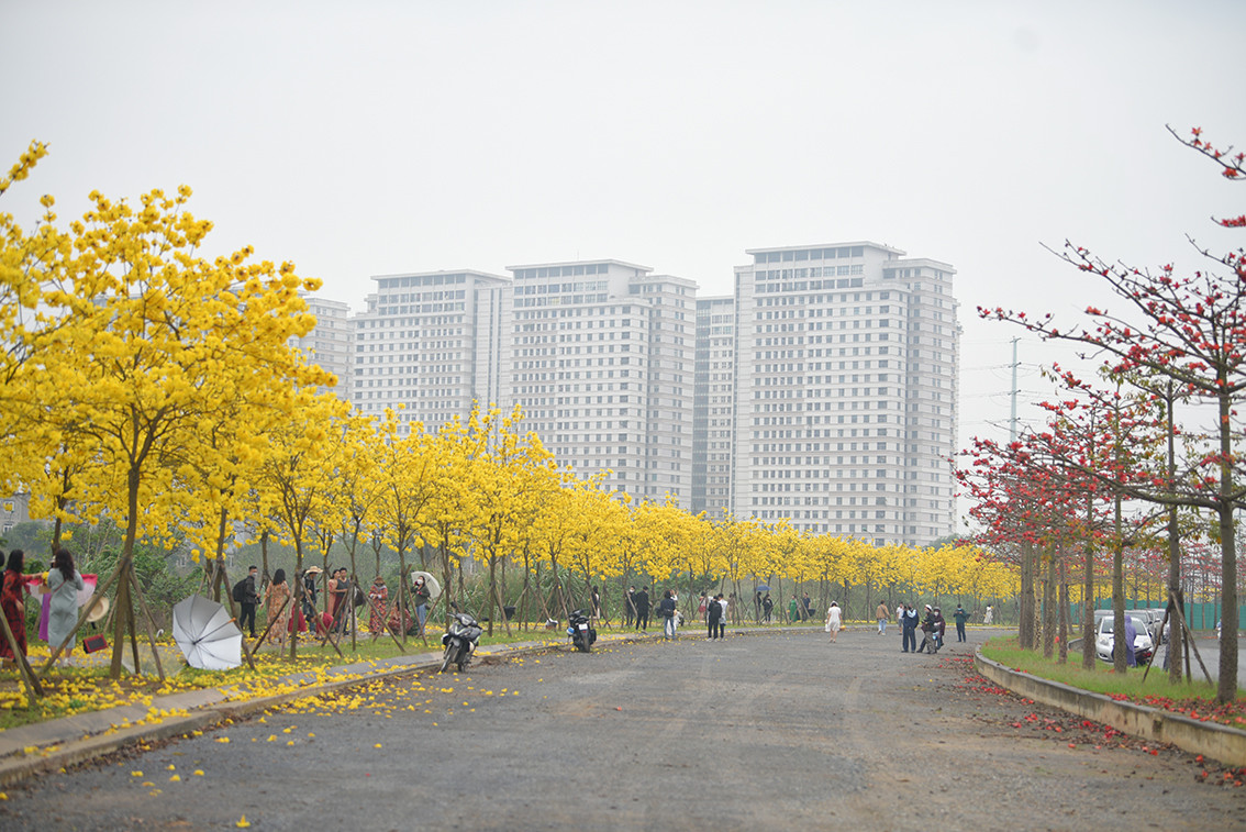 Đường hoa được kết hợp giữa 2 sắc màu rực rỡ của hoa gạo và hoa Phong Linh.