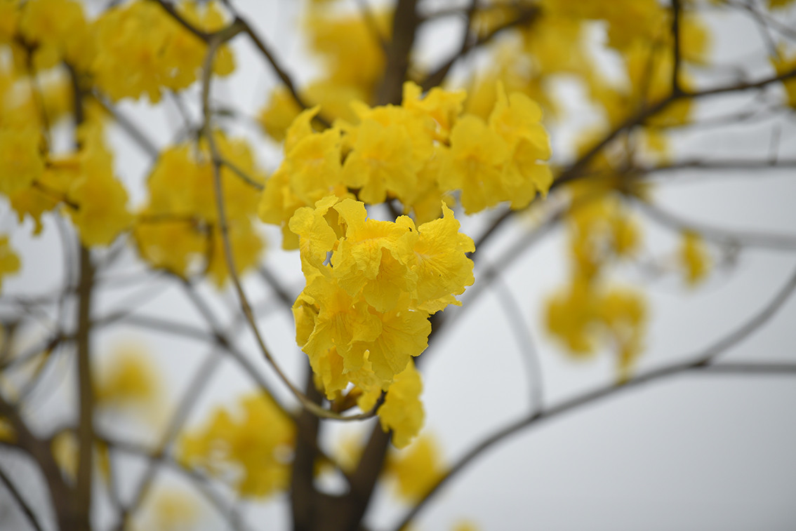 Hoa Phong Linh có xuất sứ từ Nam Mỹ, hoa có mà vàng rực và nở thành từng chùm lớn.