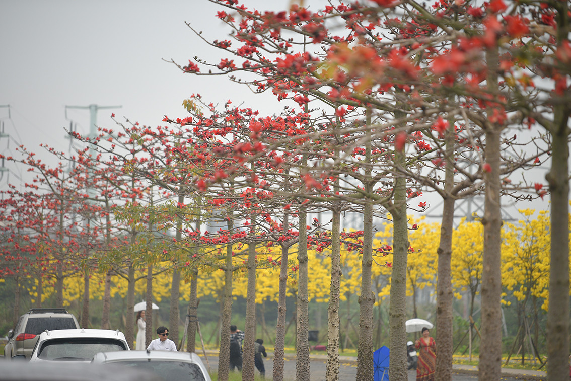 Toàn bộ đường hoa Phong Linh dài khoảng 400 mét kết hợp với 2 hàng cây trở thành đường hoa đẹp nhất Hà Nội hiện nay.
