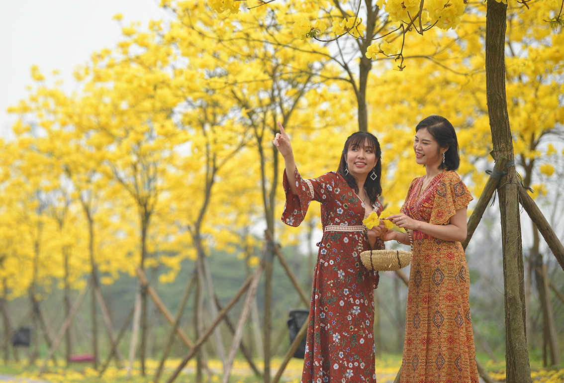 Để phục vụ nhu cầu của người dân, khu đô thị đã mở cửa để mọi người vào tham quan, chụp ảnh tại đường hoa.