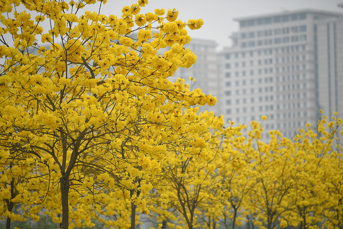 Hoa Phong Linh phủ lên tuyến đường một màu vàng rực rỡ.
