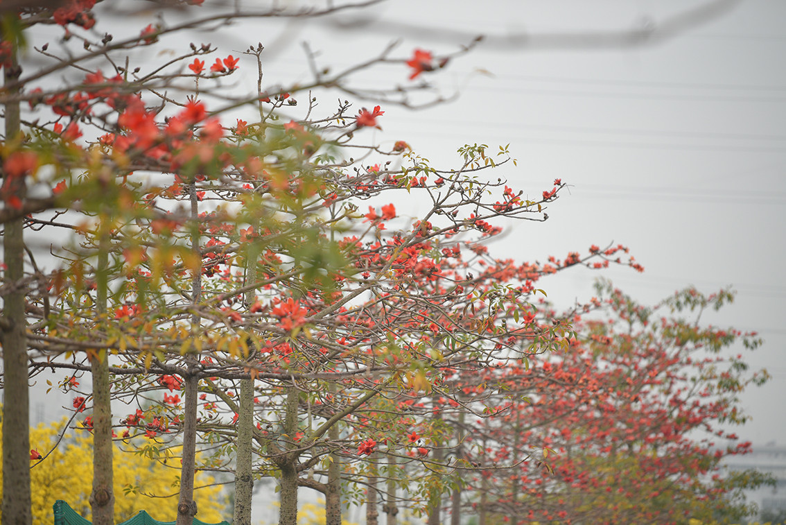 Hoa gạo cũng nở đỏ rực.