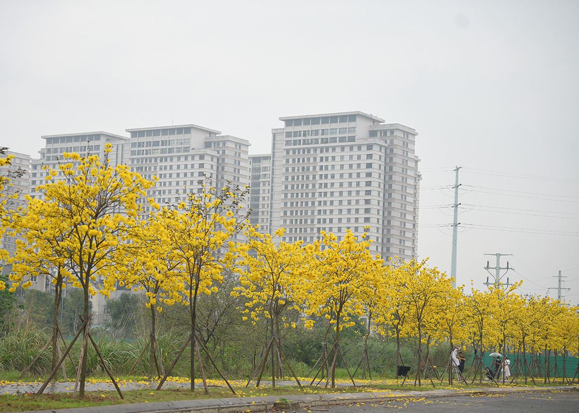 Một đường hoa rực rỡ bất ngờ xuất hiện tại khu đô thị thuộc quận Hà Đông (Hà Nội).