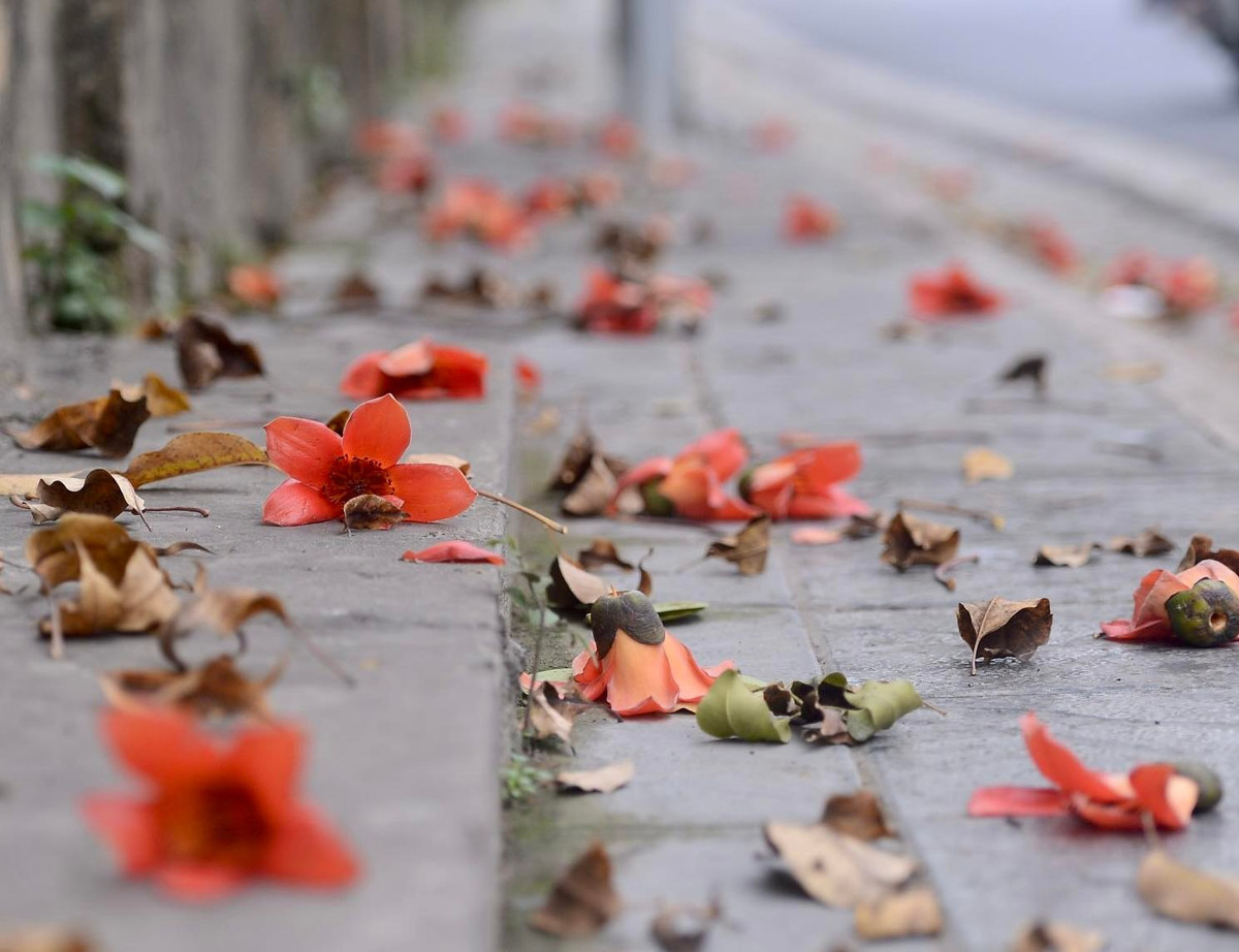 Tháng 3 hàng năm là thời điểm hoa gạo nở rộ khắp phố phường Hà Nội. Đây là loại hoa rất đặc trưng của miền Bắc và chỉ nở vào thời điểm giao mùa.