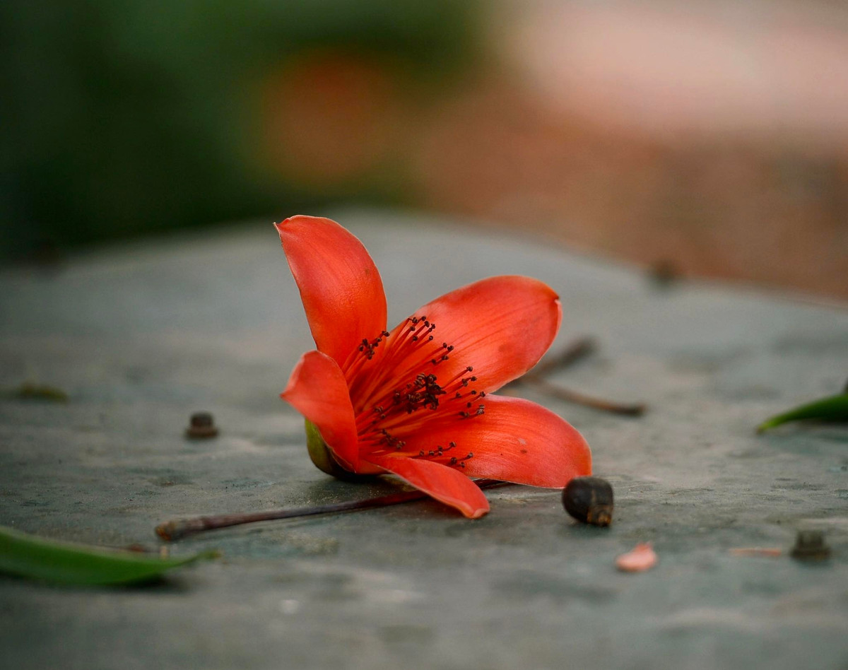 Thời gian hoa nở rực rỡ nhất kéo dài 2-3 tuần, đến hết tháng ba, đầu tháng tư trước khi mùa hè rực nắng. Cây gạo đặc biệt ở chỗ khi hoa nở, hầu như chẳng thấy lá xanh. Chỉ thấy một màu lửa đỏ rực như “đọ” cùng cái nắng sớm mùa hè.