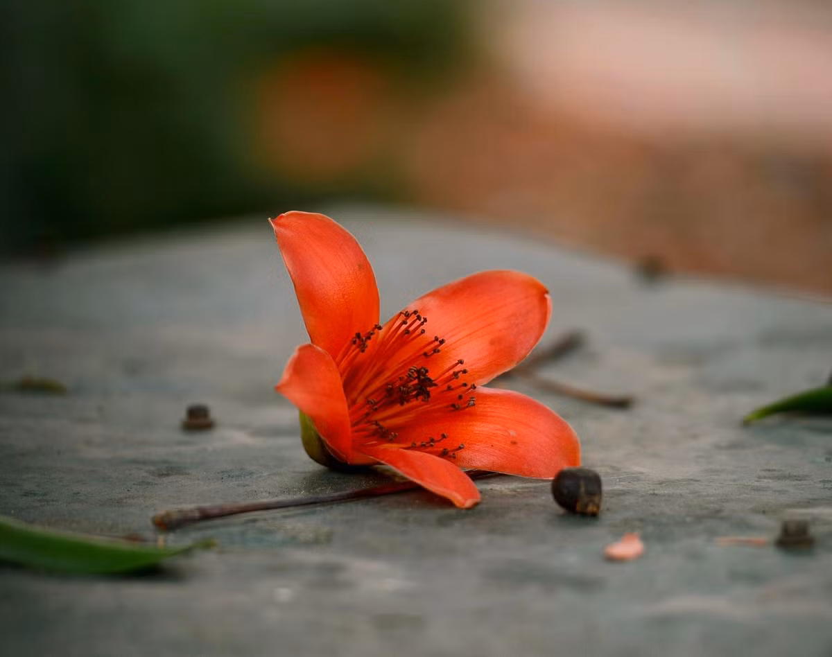 Thời gian hoa nở rực rỡ nhất kéo dài 2-3 tuần, đến hết tháng ba, đầu tháng tư trước khi mùa hè rực nắng. Cây gạo đặc biệt ở chỗ khi hoa nở, hầu như chẳng thấy lá xanh. Chỉ thấy một màu lửa đỏ rực như “đọ” cùng cái nắng sớm mùa hè.