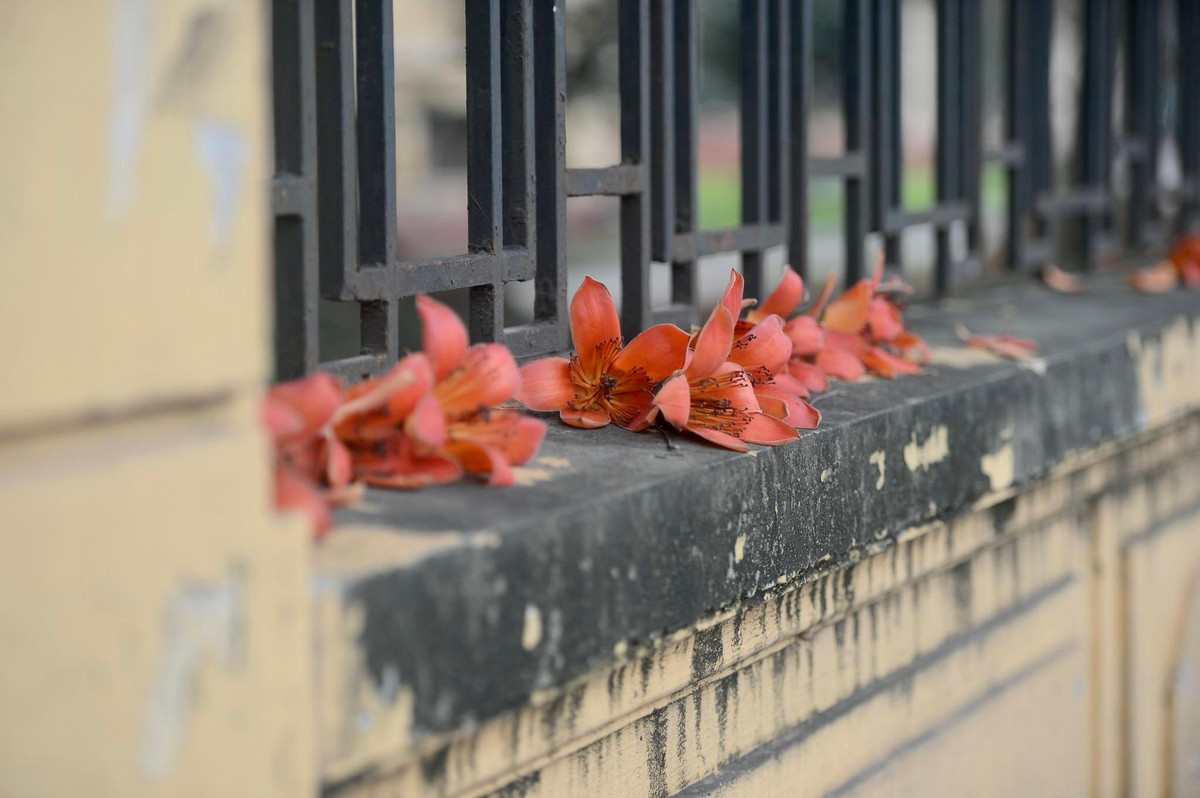 Người ta hay ví hoa gạo như những “đốm lửa trời”. Trong cái tiết trời đỏng đảnh, mưa nắng thất thường của tháng ba, sắc hoa đỏ của hoa gạo như nét chấm phá đầy tươi sáng.