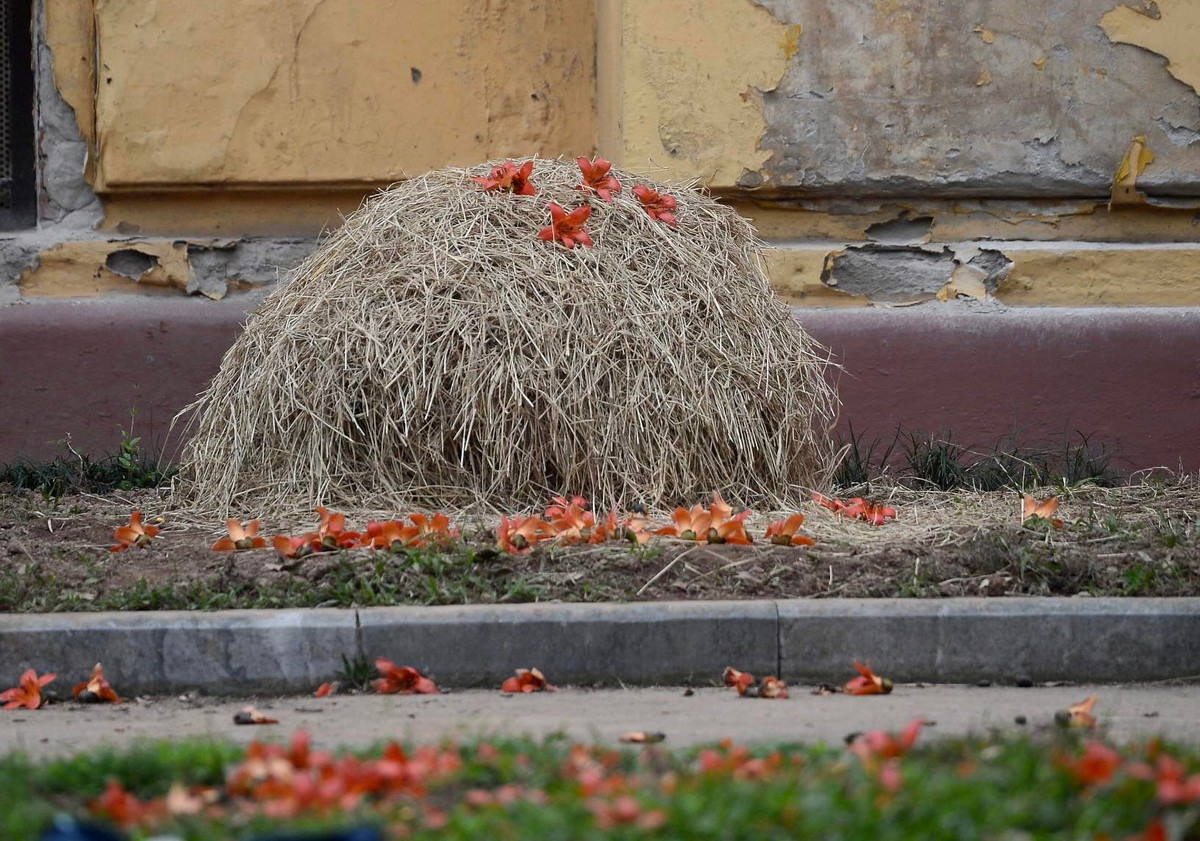 Khi trải nghiệm tour mới, du khách không chỉ được ngắm nhìn hoa gạo, chụp ảnh check-in mà còn được tìm hiểu văn hóa vùng quê Bắc Bộ thông qua các trò chơi dân gian, không gian cổng làng, quán nước…