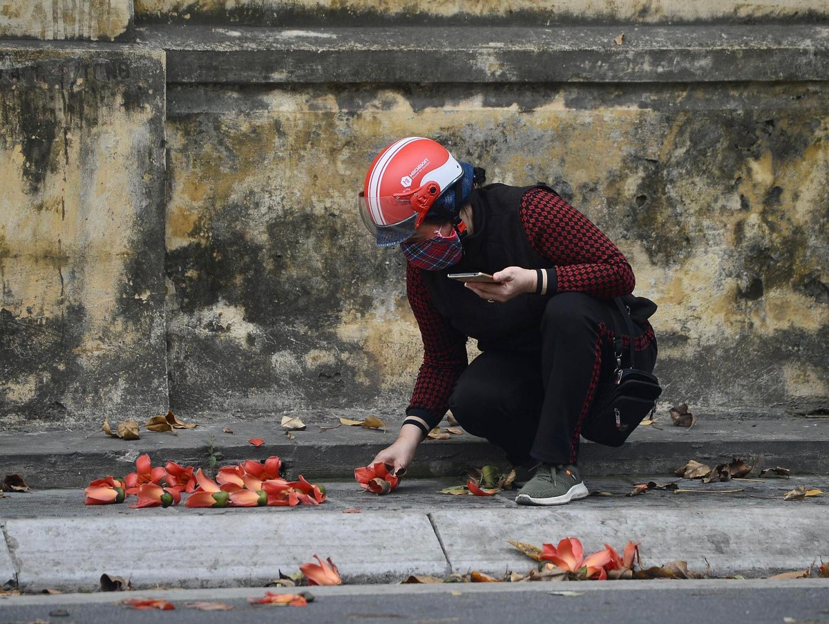 Ở Hà Nội, cây gạo không được trồng phổ biến như ở vùng quê. Tuy nhiên, mùa hoa gạo Hà Nội vẫn là một món quà tháng ba đặc biệt của người dân Thủ đô.