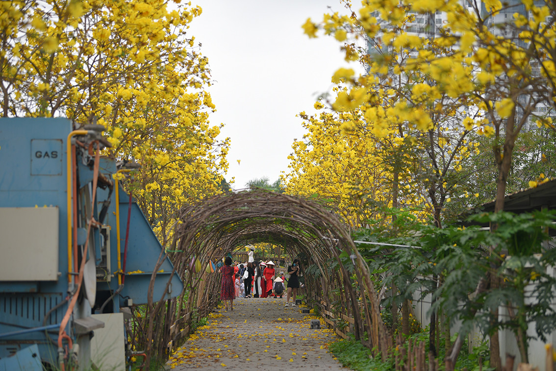 Theo quan sát, đường hoa Phong Linh mới dài khoảng 200 mét nhưng không có nhiều điểm chụp đẹp như đường hoa trong khu đô thị.