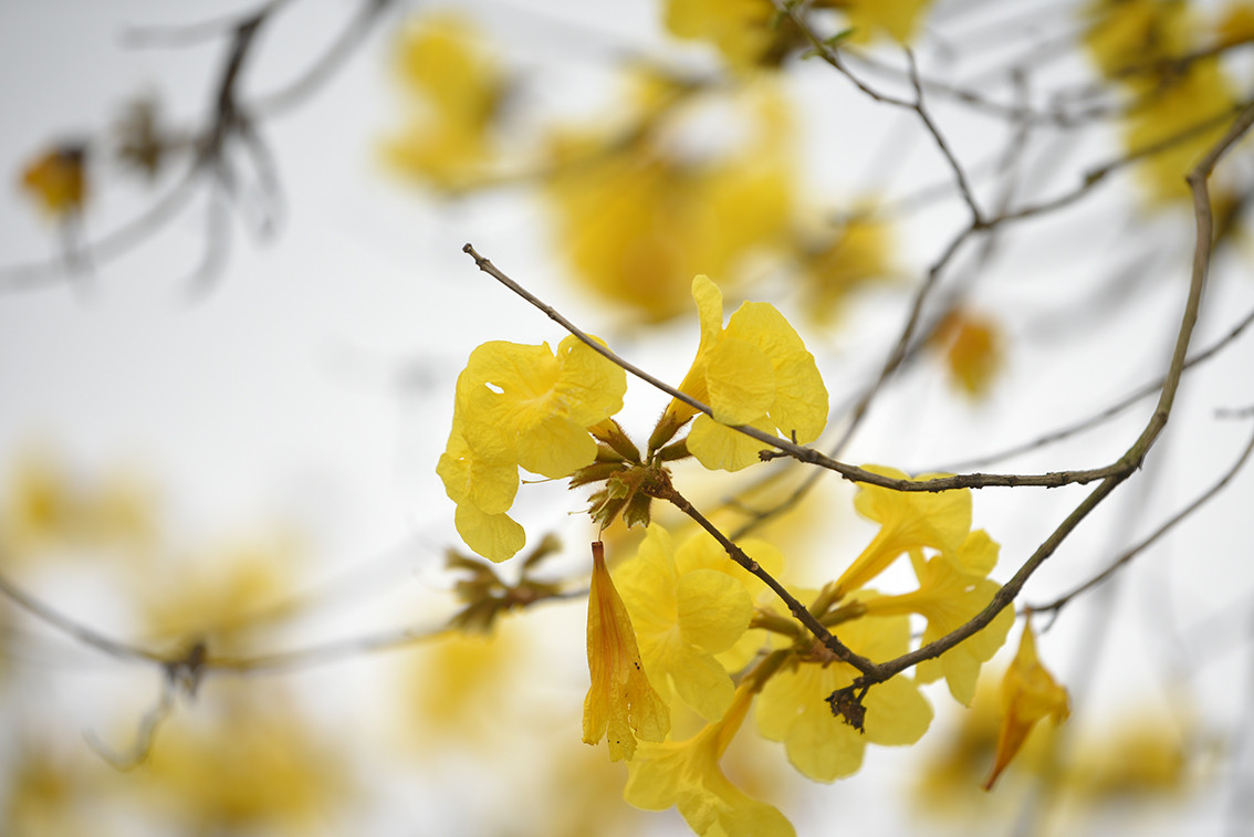 Đây là loại hoa mới năm đầu tiên xuất hiện tại Việt Nam.