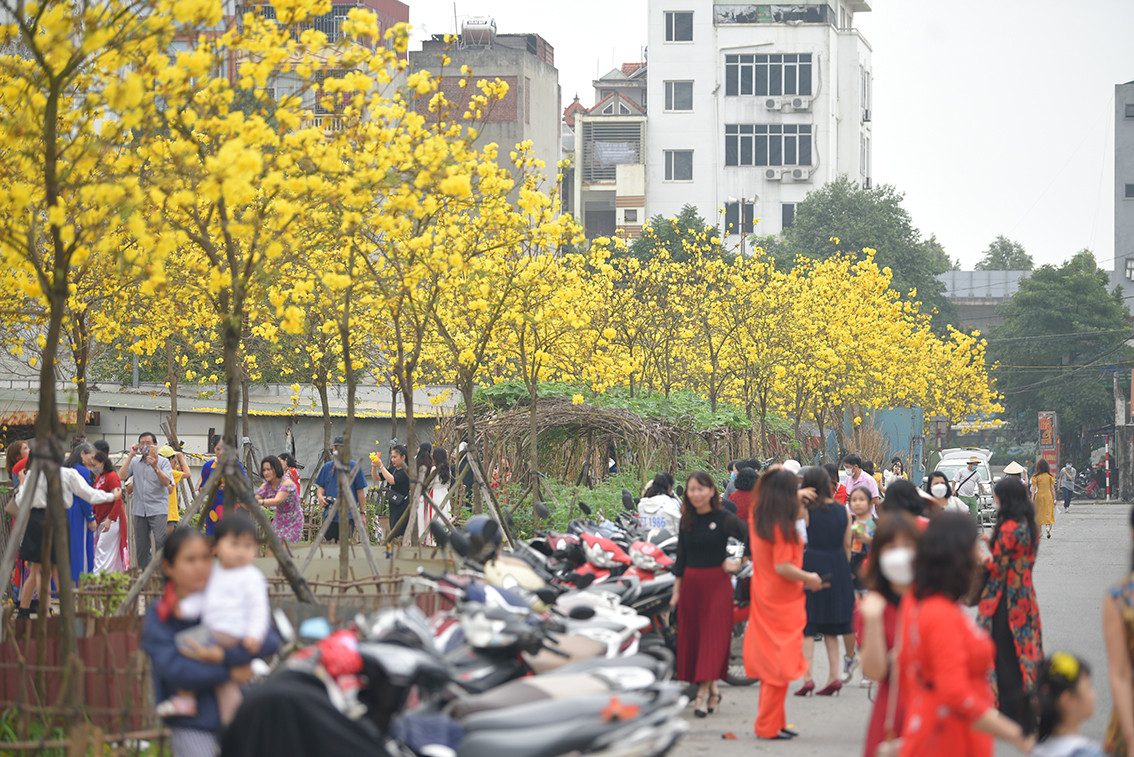 Chính vì vậy nên ngay khi khoe sắc đã có rất nhiều người muốn tới check-in loại hoa này.