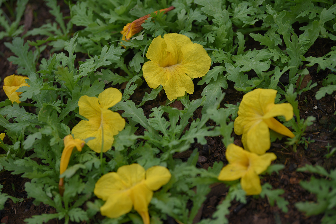 Hoa Phong Linh có sắc vàng rực rỡ và chỉ nở trong thời gian ngắn.