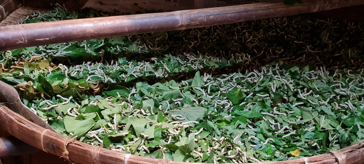 Quy trình trồng dâu - nuôi tằm - ươm tơ - dệt lụa của đất Quảng được tái hiện chân thực nơi đây.